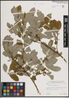 Foto von Salix caprea L.